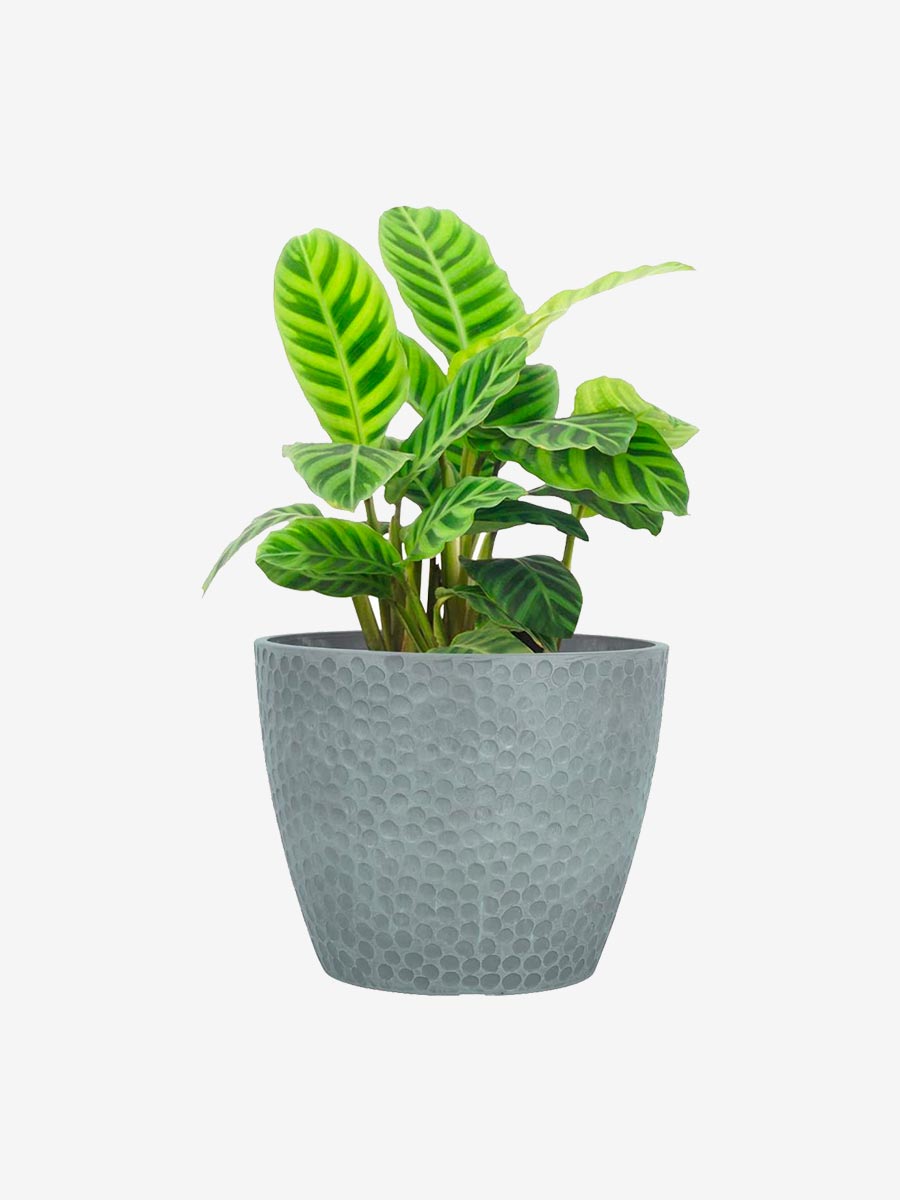 product-18-3